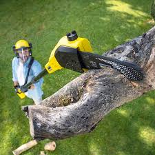 Holland, TX Tree Care Company